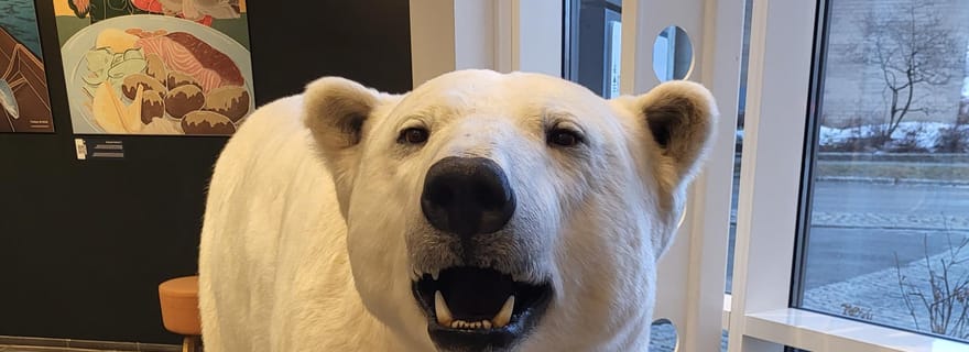 Tromsø : promenade guidée à la découverte des ours polaires, avec visite du Polaria et du musée polaire