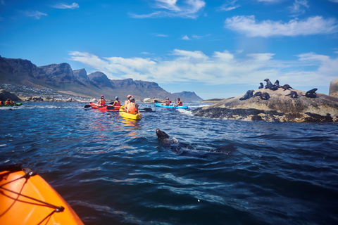 Cape Town: Guided Kayak Tour of Clifton Beaches & The Coast