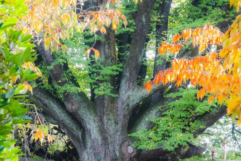 Christchurch: 90-Minute Botanic Gardens Guided Walking Tour