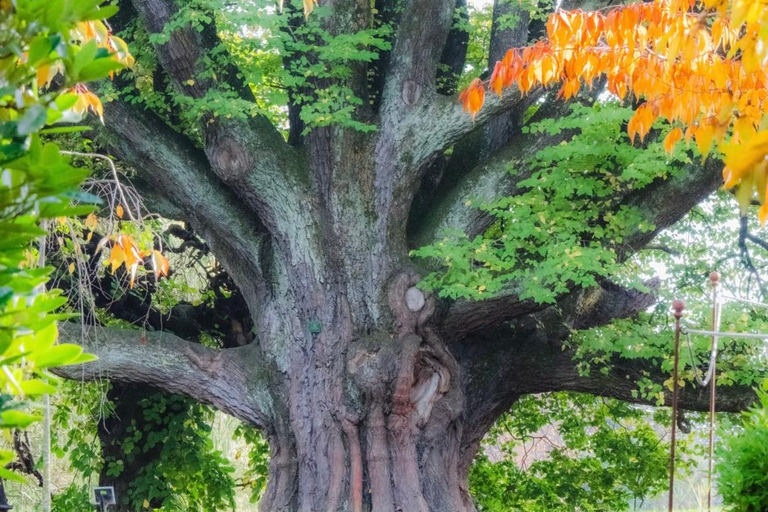 Christchurch: 90-Minute Botanic Gardens Guided Walking Tour