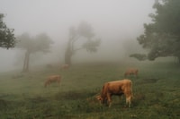 Funchal, Fanal Forest Roundtrip Transfer - Housity