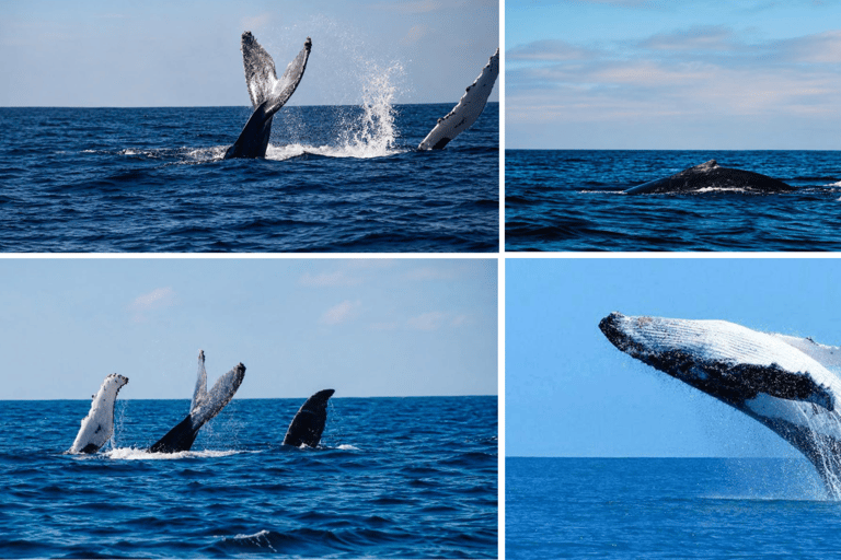 Mirissa: Blue Whale & Dolphin Watching Adventure with food WITH Entry Ticket (Tour Entry Ticket INCLUDED)