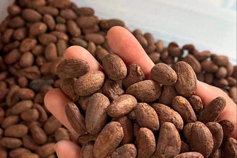 El Nido: Cacao Tasting and Chocolate Experience