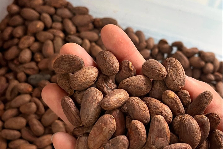El Nido: Cacao Tasting and Chocolate Experience