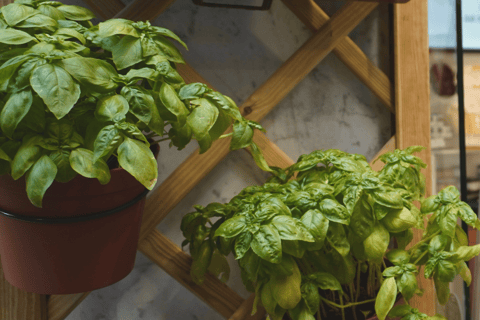 1.5 Hour Food Guided Tour & Sightseeing in Genoa English