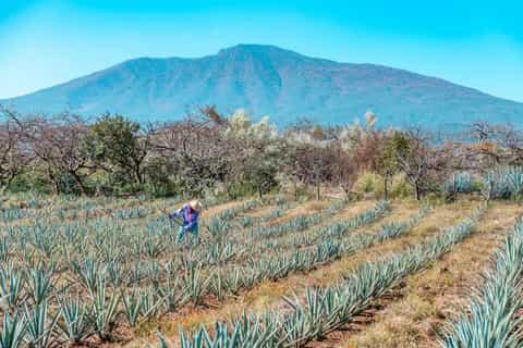 Z Guadalajara: Tequila i destylarnia z degustacjami