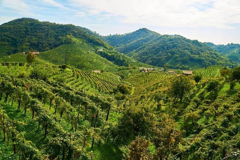 Valdobbiadene: Tour privato del Prosecco e degustazione con sommelier