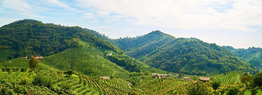 Valdobbiadene : Visite privée et dégustation de Prosecco avec un sommelier