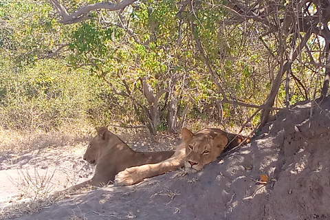 Operador turístico, cruceros fluviales y safaris en Chobe