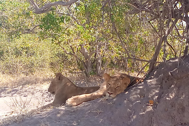 Operador turístico, cruceros fluviales y safaris en Chobe