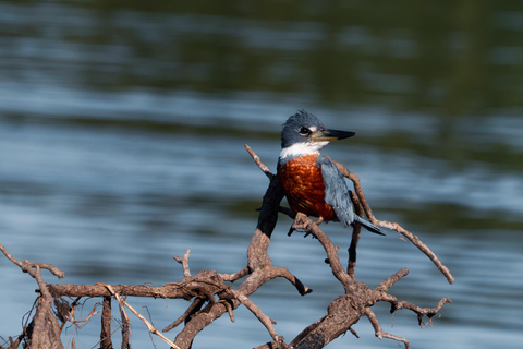 São Paulo: 3-Day Eco Safari Experience in the Pantanal