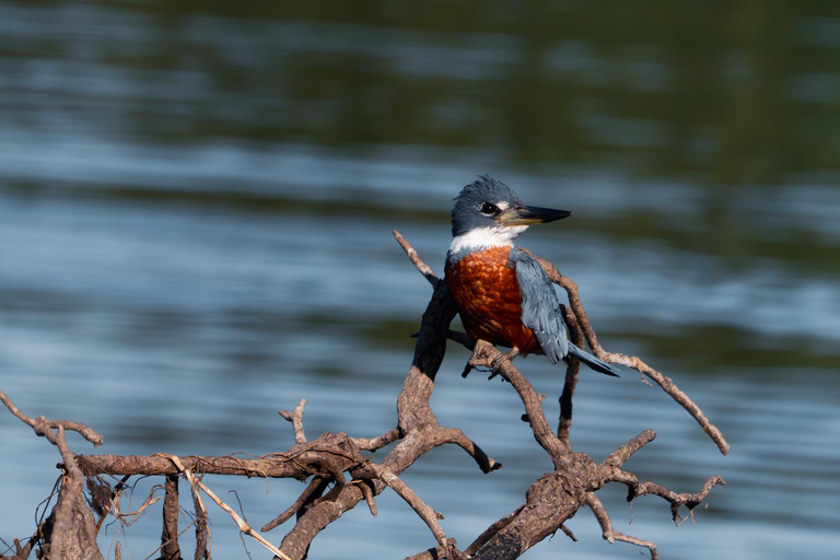 São Paulo: 3-Day Eco Safari Experience in the Pantanal