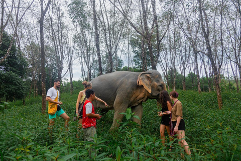 Khaolak : Commencez la journée avec les éléphants - Visite à pied et nourrissage