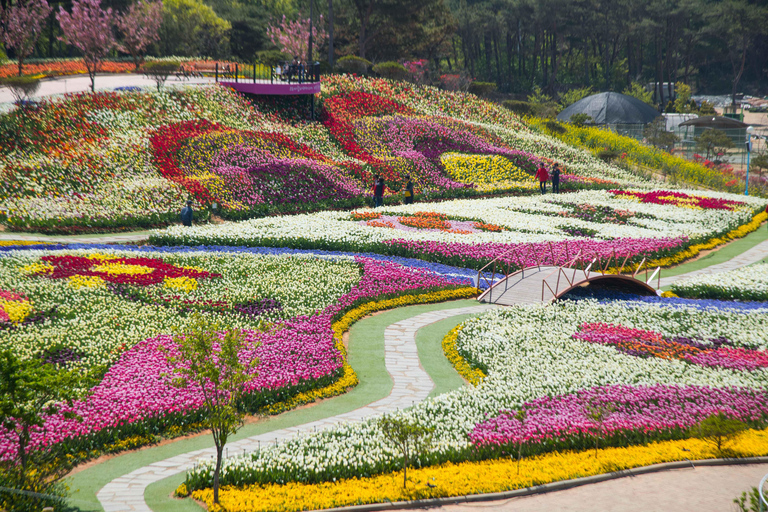 Seoul: Taean Tulip Festival and Strawberry Picking Day Tour Shared Tour, Meet at Dongdaemun