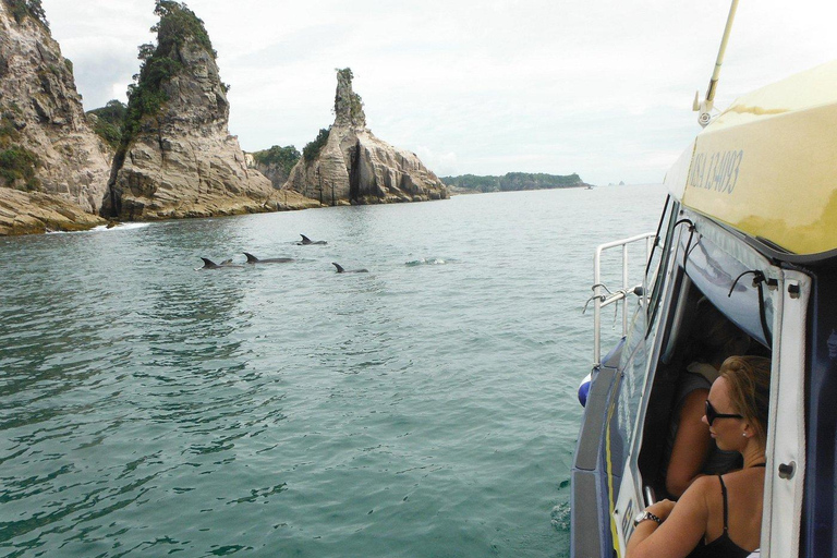 Whitianga: 2-Hour Glass Bottom Boat Cathedral Cove Tour