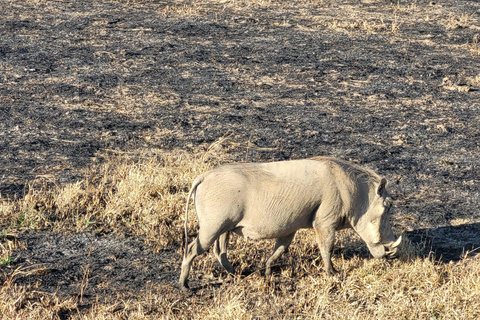"Avventura Safari Mikumi di 3 giorni: Da Zanzibar in traghetto!