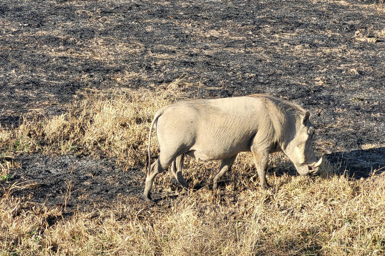 "Avventura Safari Mikumi di 3 giorni: Da Zanzibar in traghetto!