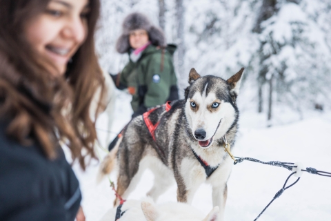 Rovaniemi: Aventura de abrazar huskys y montar en trineo