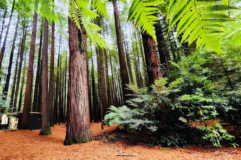 Tour privado de un día Hobbiton &amp; Rotorua &amp; Bosque de secuoyas