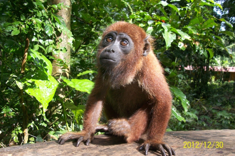Busca al Oso Perezoso y visita el Refugio de los Monos.búsqueda de osos perezosos y visita al refugio de monos