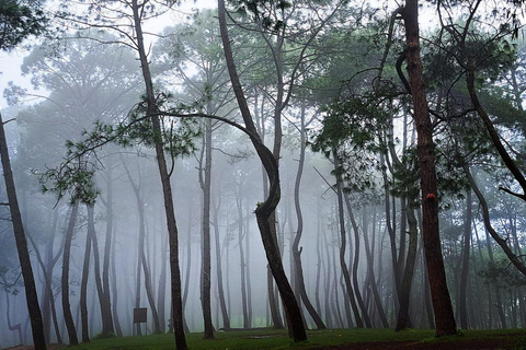 كاتماندو: رحلة مشي بصحبة مرشد إلى تلة تشامباديفي مع وجبة غداء