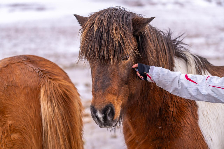 Reykjavik: Icelandic Horse Ride in Lava Fields – All Levels