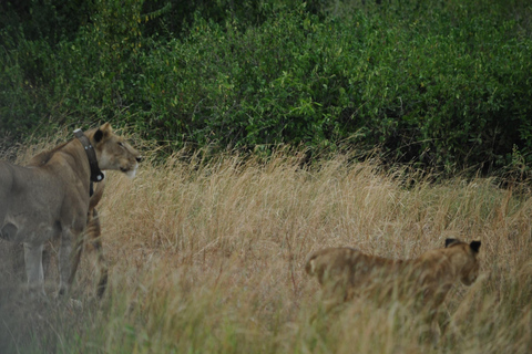 عنتيبي: رحلة سفاري لمدة 3 أيام في منتزه الملكة إليزابيث الوطني