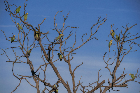 From São Paulo: 5-Day Serra da Canastra Wildlife Safari