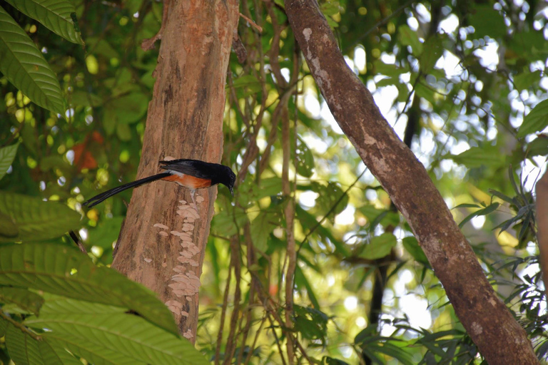 From Krabi: Cheow Lan Lake Cruise and Khao Sok Jungle Hike