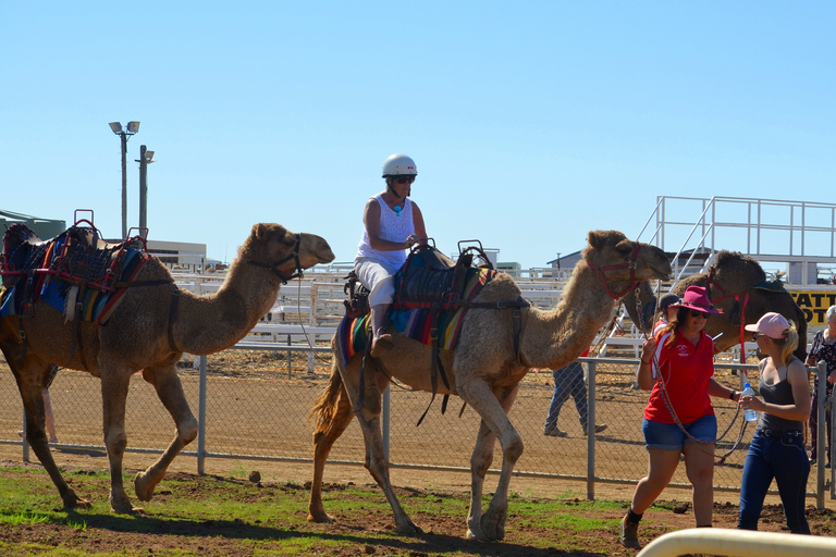 Desde Agadir: Paseo en Camello y Excursión a los Flamencos