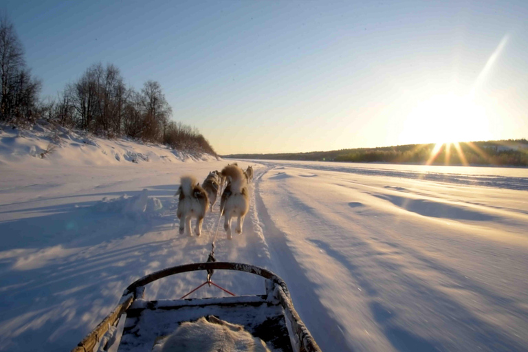 Rovaniemi: Husky Experience and Sled Ride with Pro Photos