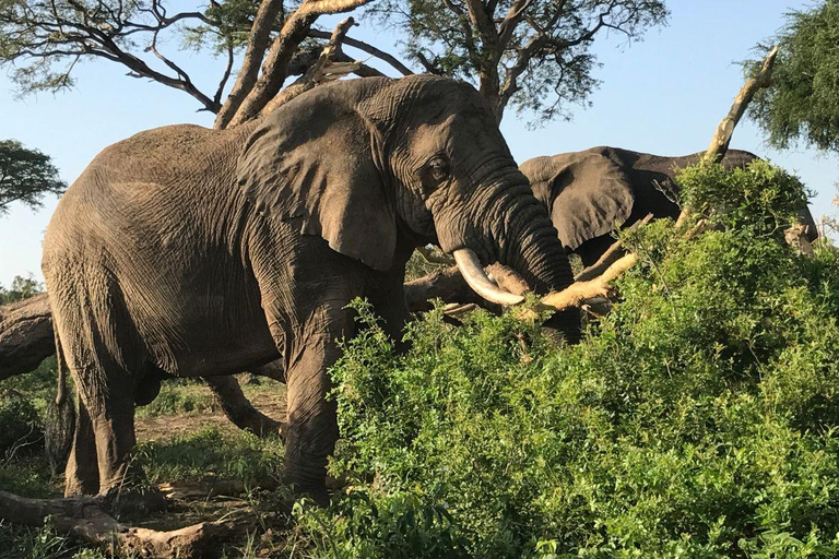 Oeganda Afrika : 3 Dagen Murchison Falls