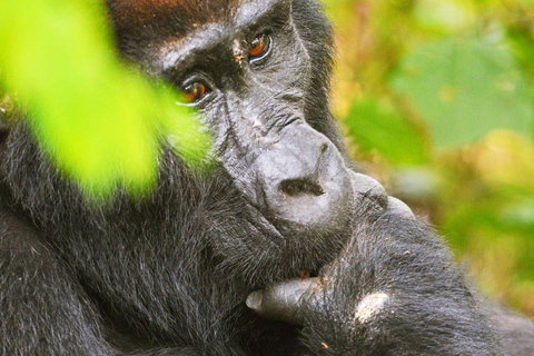 Uganda: 5-Tage-Urlaub in Uganda - Gorilla Trekking