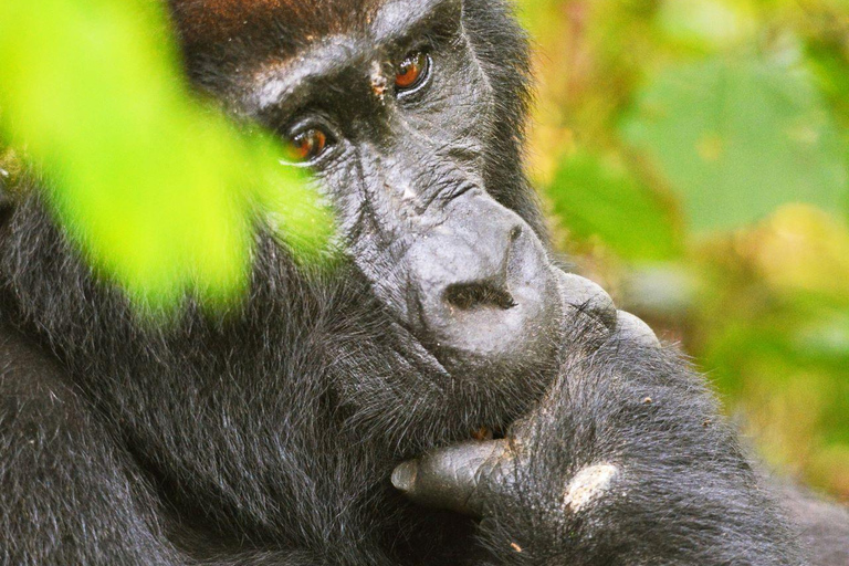 Uganda: 3 días de senderismo por la selva de Bwindi en busca de gorilas