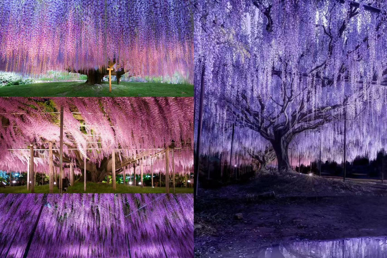 Tokyo : Hitachi Coastal Park & Adachi Wisteria Lighting Tour