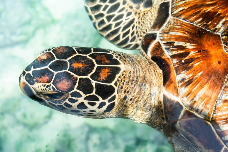 Salaam grot zwemmen met zeeschildpadden in kizimkazi