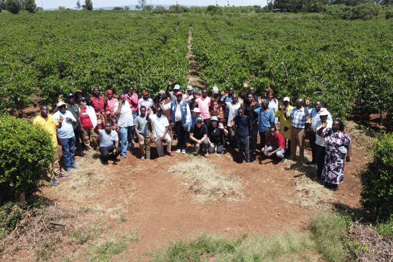 Coffee Farm Tour (Fairview)