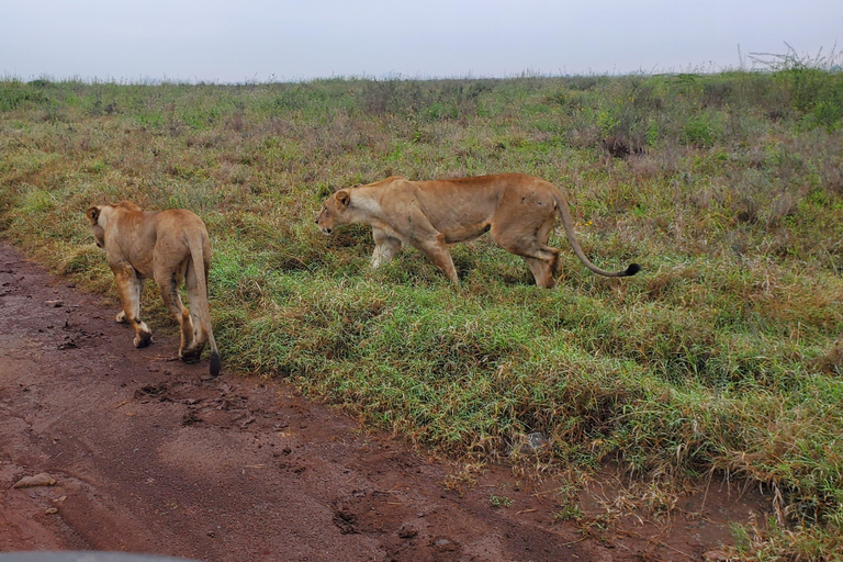 3 dni 2 noce Masai Mara Private Safari budżetowy Landcruiser