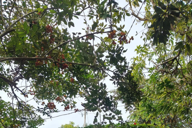 Yogyakarta: Kulon Progo Village Cycling Tour with Snacks