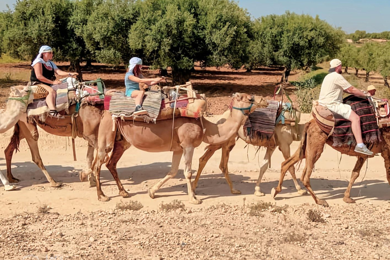 Hammamet: Combo Horse and Camel Ride in Nature Hammamamet: Combo Horse and Camel Ride in Nature