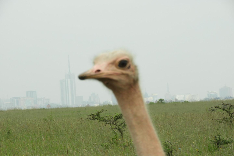 Private Nairobi National Park Drive in 4*4 landcruiser