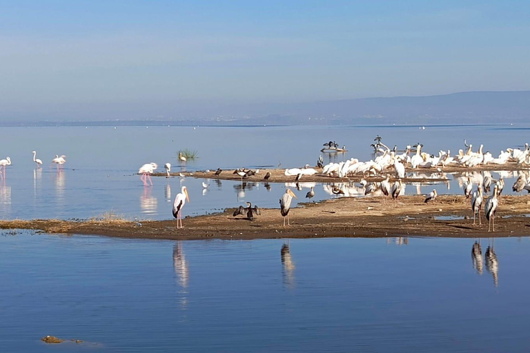 2 Days Safari to Lake Nakuru, Naivasha & Hell's gate