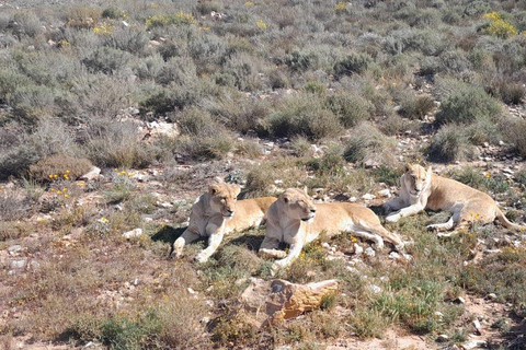 Cape Town: Cruise Passengers sunset Safari & Wine Tour