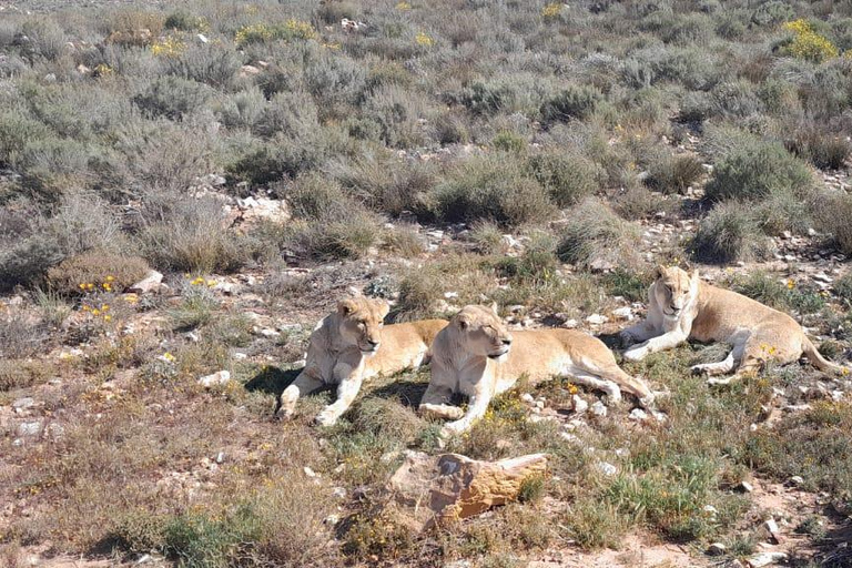 Cape Town: Cruise Passengers sunset Safari & Wine Tour