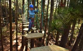 Canberra: Majura Pines Tree Ropes Course