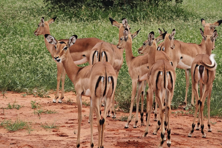 2-Day Tsavo East & Salt Lick Safari–Red Elephants & Treetop