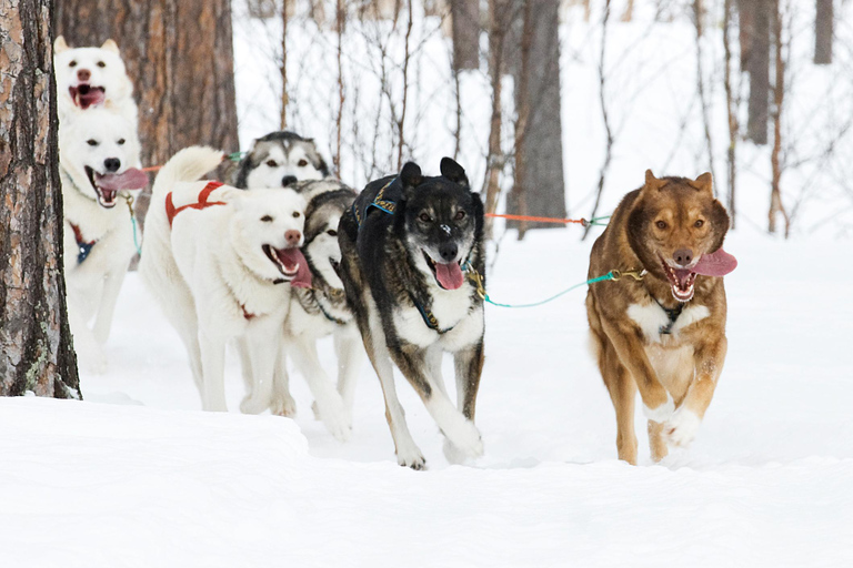 Bodø-Saltdal: Dog Sledding Adventure