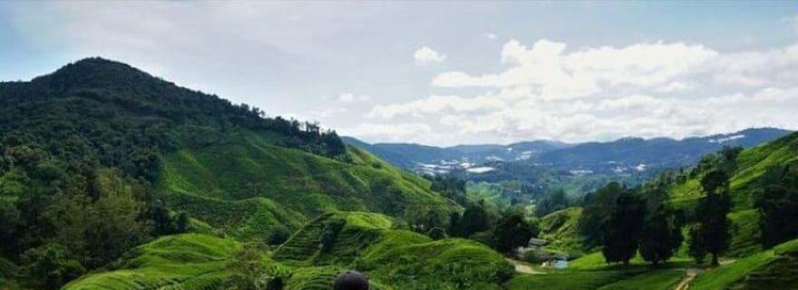 Ipoh : excursion d'une journée dans les Cameron Highlands avec la forêt moussue