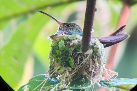 Manuel Antonio National Park: Wildlife-Watching Guided Hike