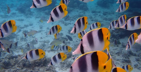 4 hours of magic in the heart of the Tahiti Lagoon